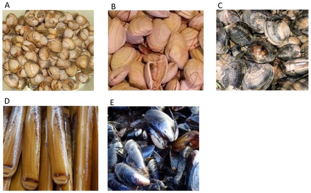 Espèces de mollusques bivalves